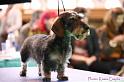 Crufts2011_2 1550